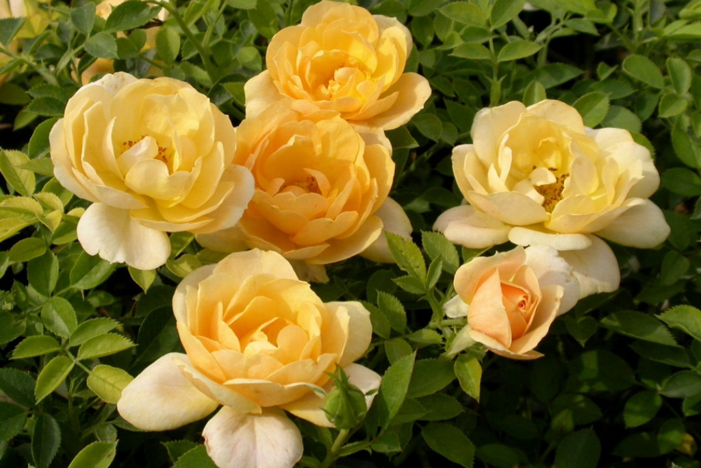 Роза почвопокровная `Amber cover`